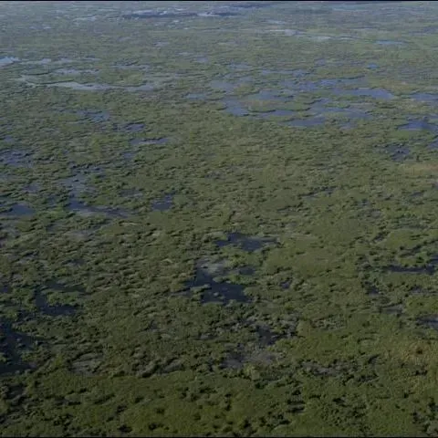 thumbnail for publication: The Role of Flow in the Everglades Landscape